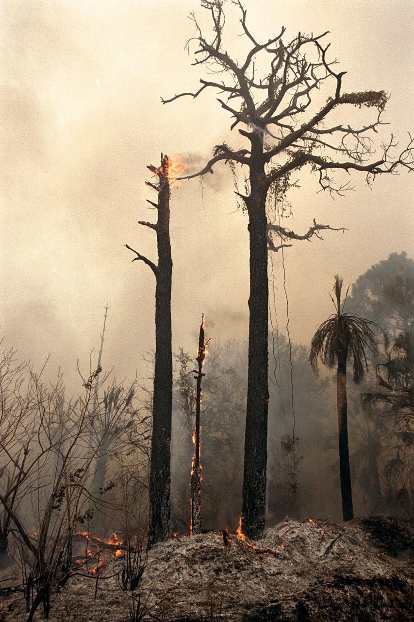 burnt trees and a smokey sky as seen on Kennedy property in June 1998